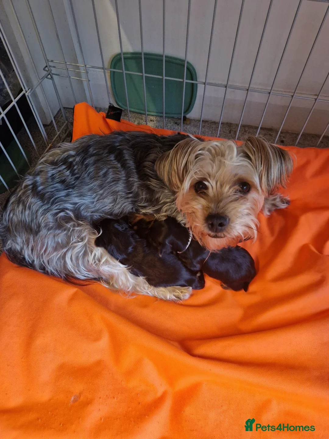 Yorkshire Terrier dogs for sale: 4 beautiful yorkies in Merthyr Tydfil - Advert 5