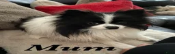 Pomeranian dogs for sale: KC reg Beautiful Teddy bear Pomeranian girls - Advert 15
