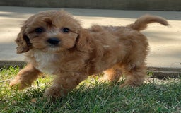 Cavapoo dogs for sale: Beautiful Toy Cavapoo Puppies for sale - Image 23