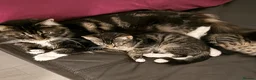 Mixed Breed cats for sale: Kittens  - Advert 10