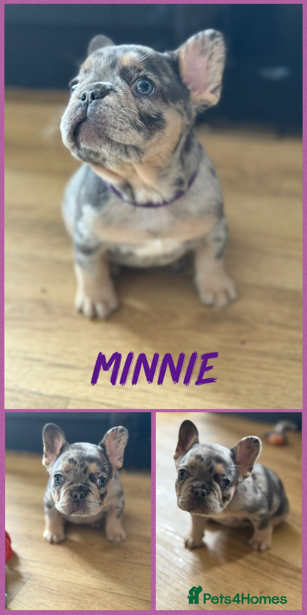 French Bulldog dogs for sale: ⭐️DWKC FLUFFY & FLUFFY CARRIER FRENCHIE PUPPIES ⭐️ in Driffield - Image 9