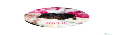 Yorkshire Terrier Girl 2