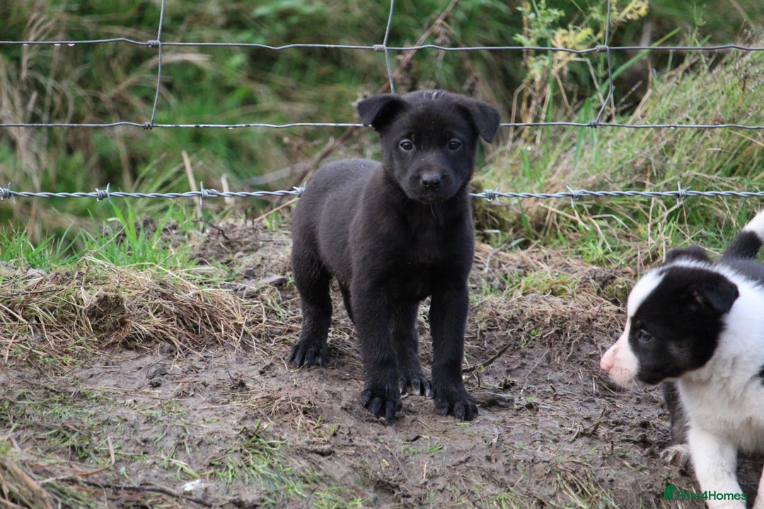 Borador dogs for sale: Labrador x Collie puppies - Image 12