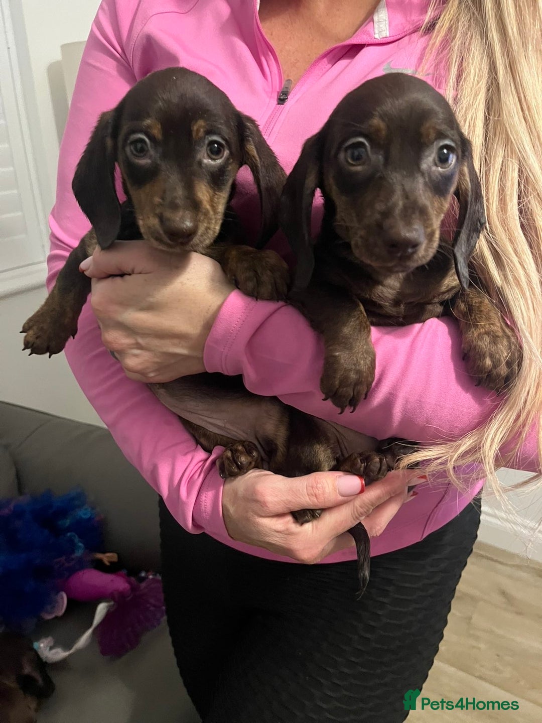 Miniature Dachshund dogs for sale: Ready now  - Advert 6