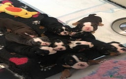 Olde English Bulldogge dogs for sale: Olde english bulldogge puppies  - Advert 7