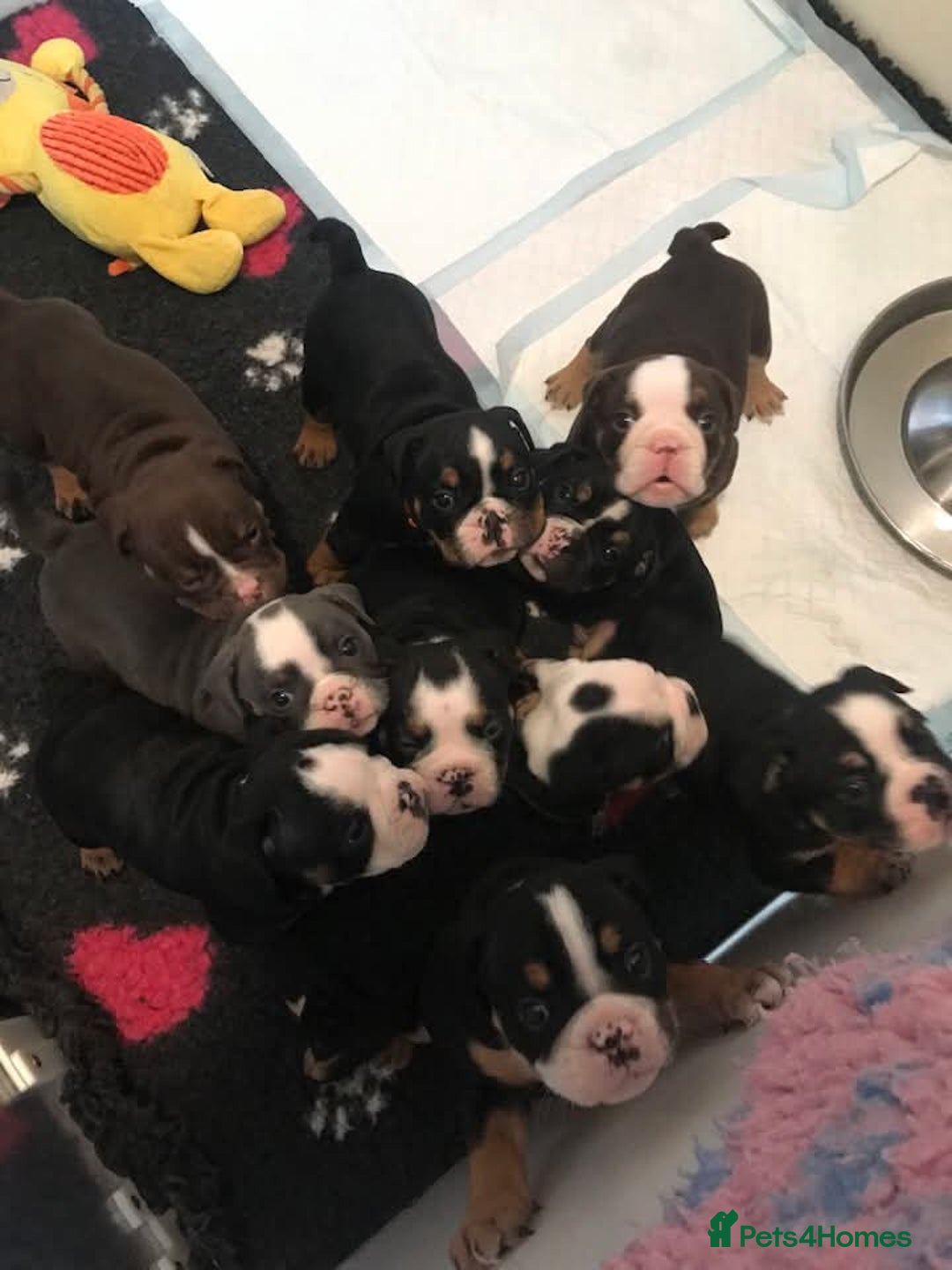 Olde English Bulldogge dogs for sale: Olde english bulldogge puppies  - Advert 7
