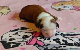 Tibetan Terrier dogs for sale: KC Tibetan Terrier Puppies For Sale😀 - Image 6