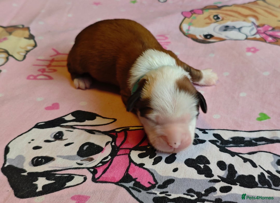 Tibetan Terrier dogs for sale: KC Tibetan Terrier Puppies For Sale😀 - Image 6