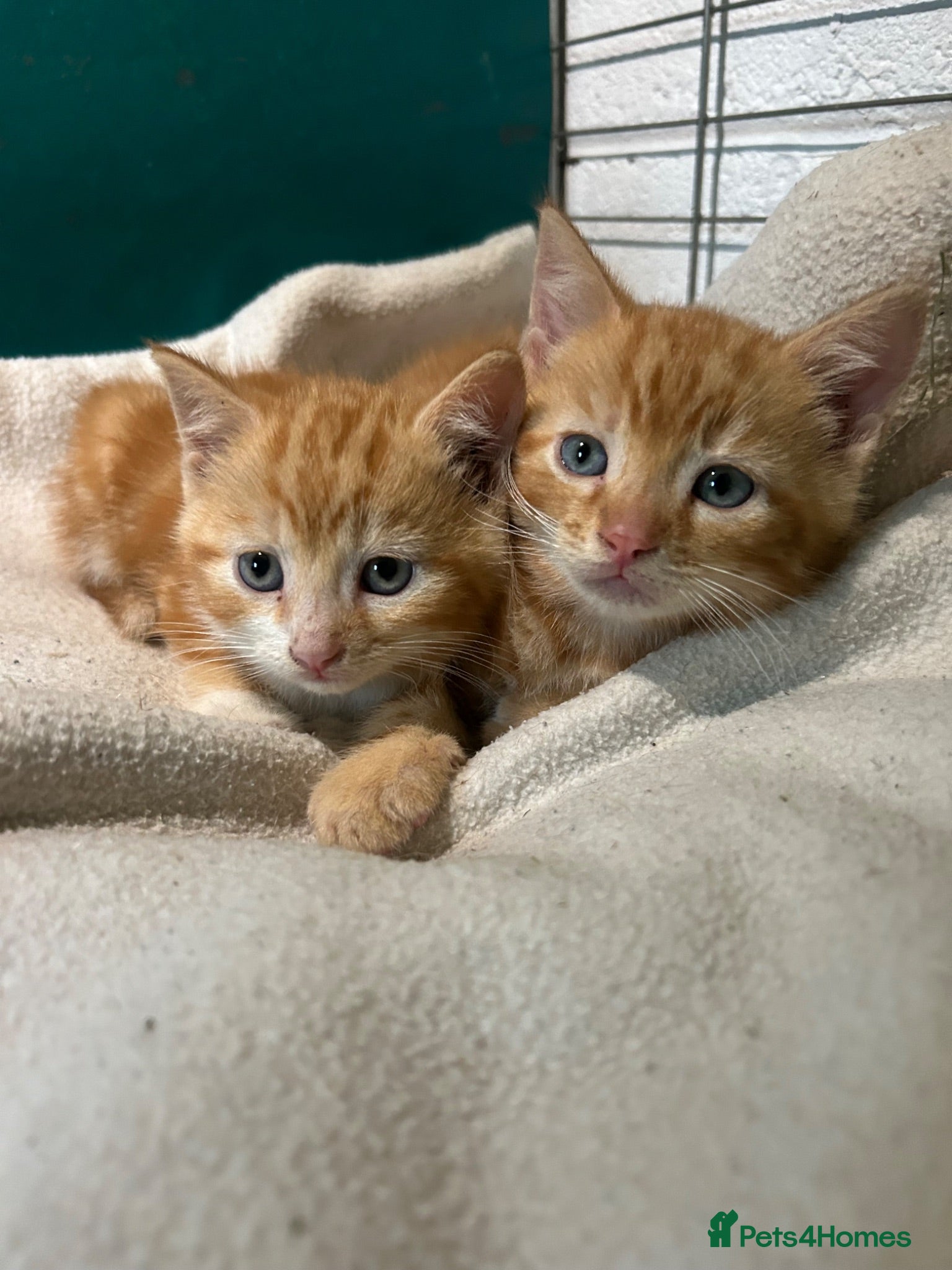 Mixed Breed cats Two Kittens for sale  - Advert 3