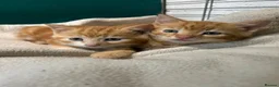 Mixed Breed cats for sale: Two Kittens for sale  - Advert 1