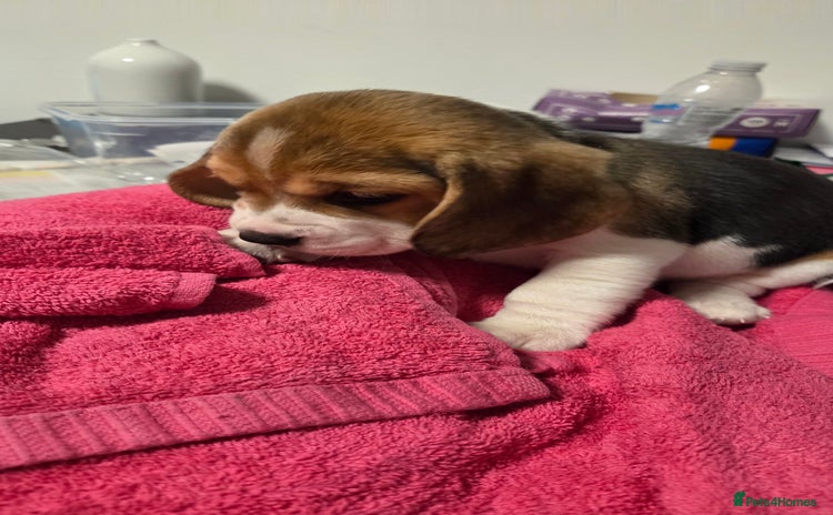 Beagle dogs - Advert 1