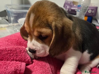 Beagle dogs - Advert 1