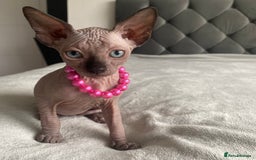 Sphynx cats for sale: Canadian sphinx kittens blue eyes girls  - Image 20