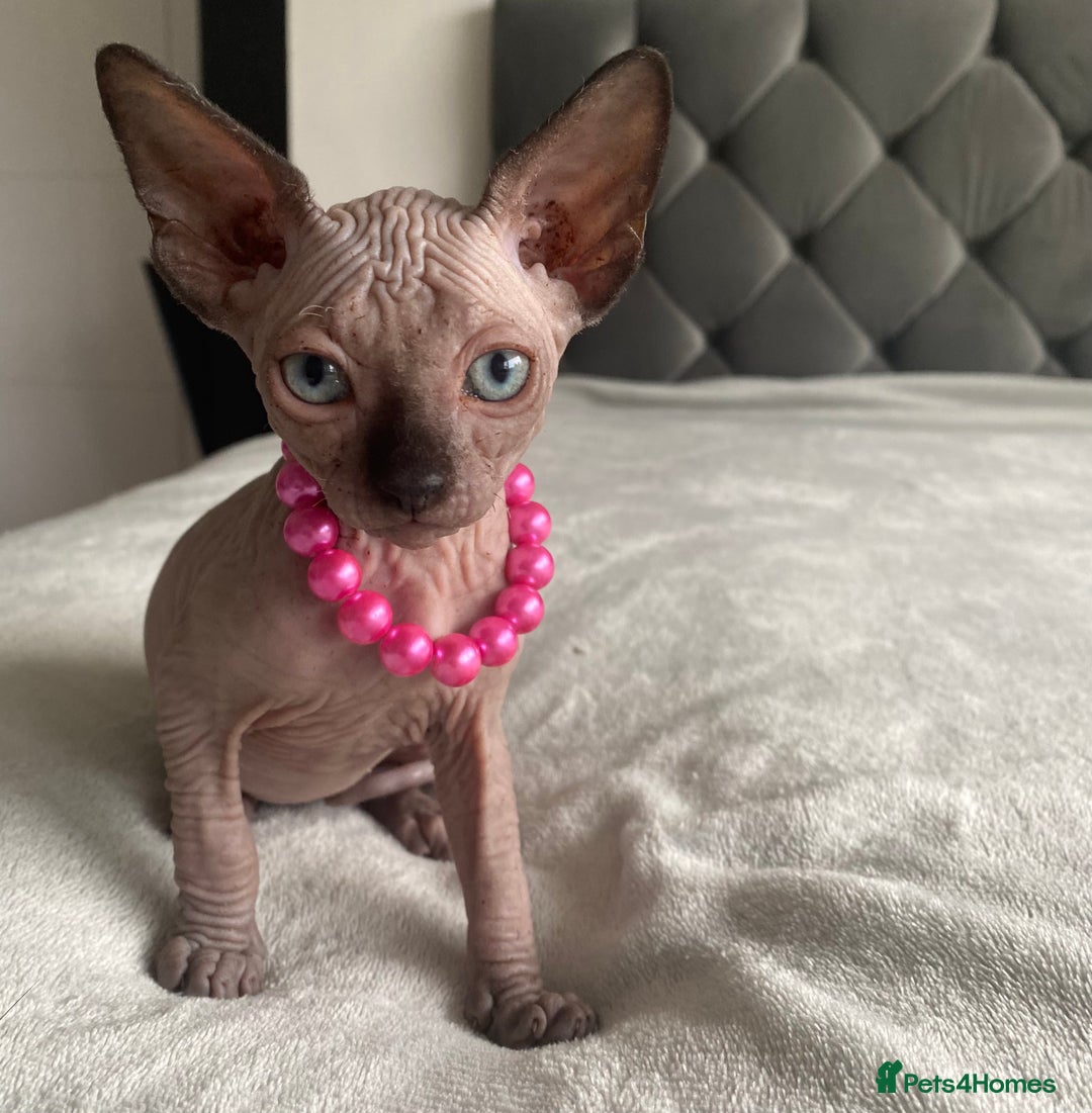 Sphynx cats for sale: Canadian sphinx kittens blue eyes girls  - Image 20