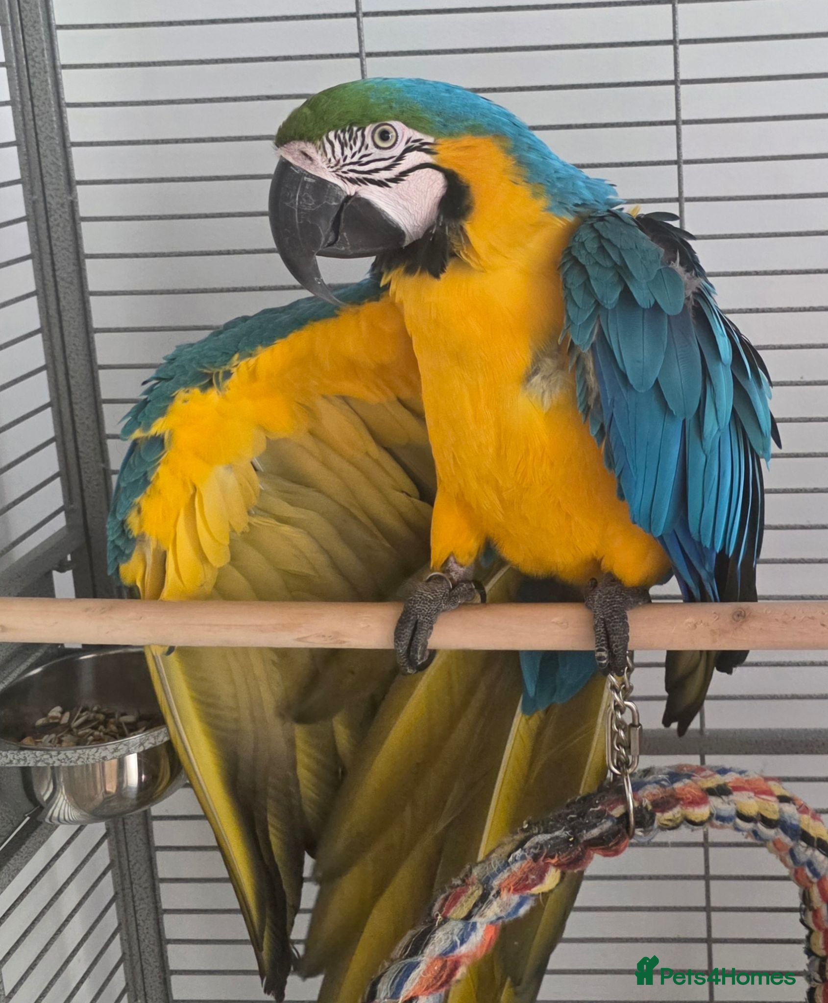 Macaws birds Male macaw  - Advert 1