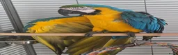 Macaws birds for sale: Male macaw  - Advert 1