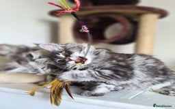 Maine Coon cats for sale: PEDIGREE MAINE COON KITTENS 5 BOYS - Image 6