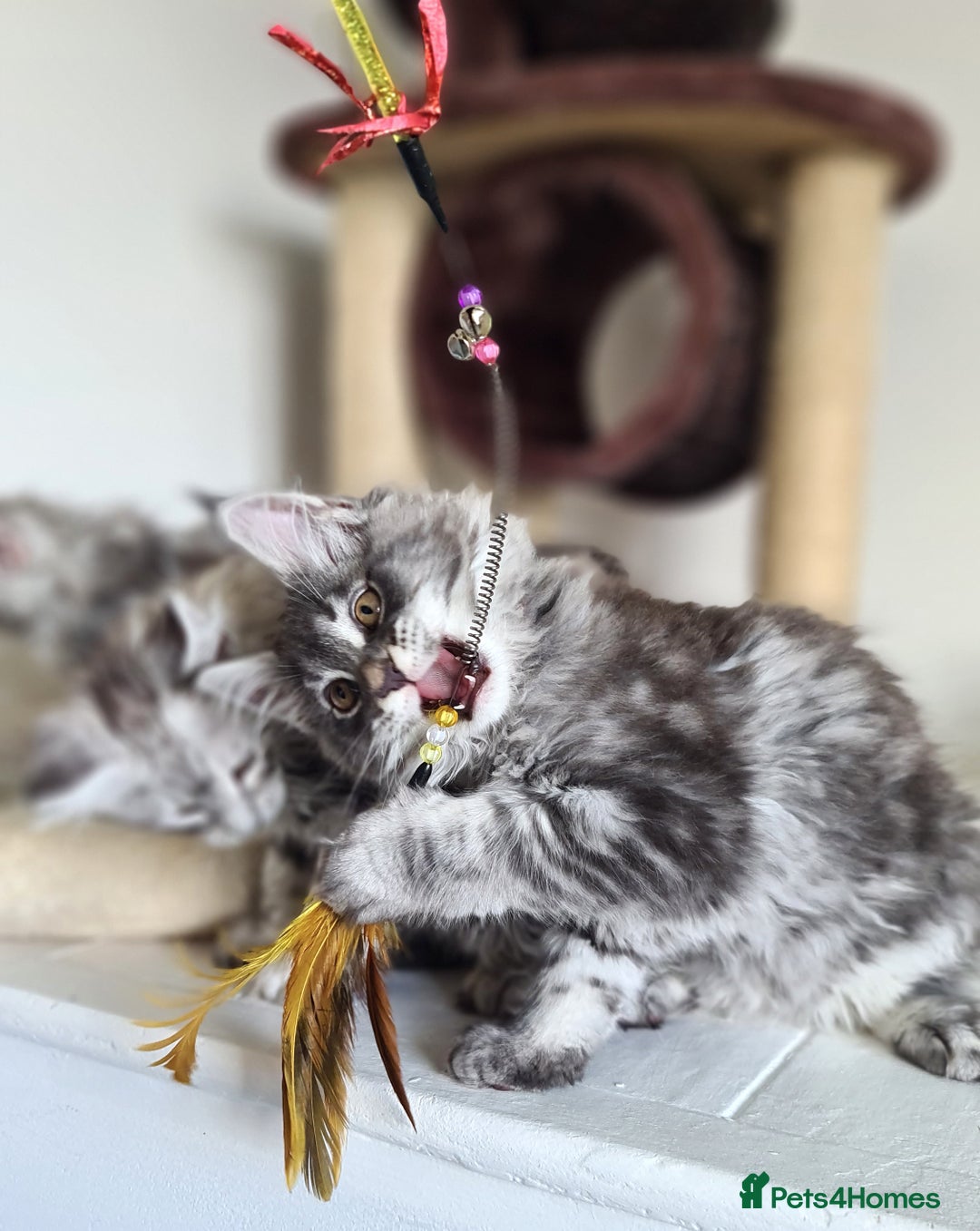 Maine Coon cats for sale: PEDIGREE MAINE COON KITTENS 5 BOYS - Image 6