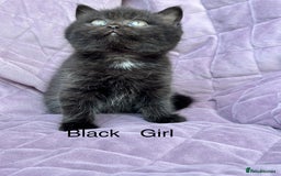 British Shorthair cats for sale: British shorthair kittens🐻🐻‍❄️🐻🐻‍❄️🐻🐻‍❄️ - Image 6