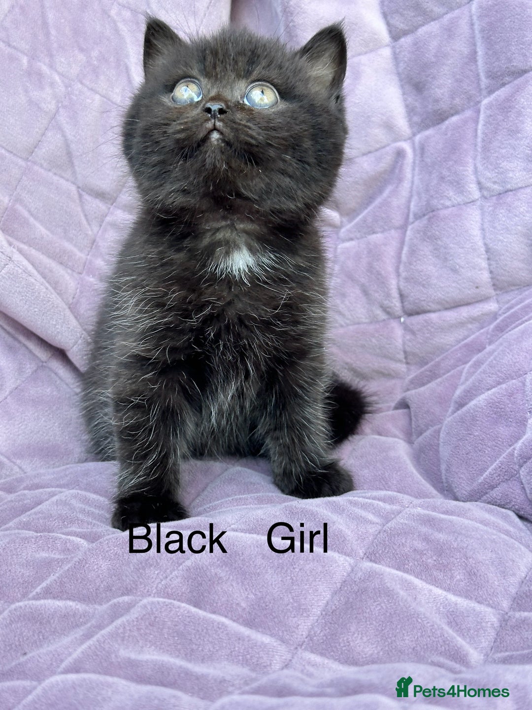 British Shorthair cats for sale: British shorthair kittens🐻🐻‍❄️🐻🐻‍❄️🐻🐻‍❄️ - Image 6