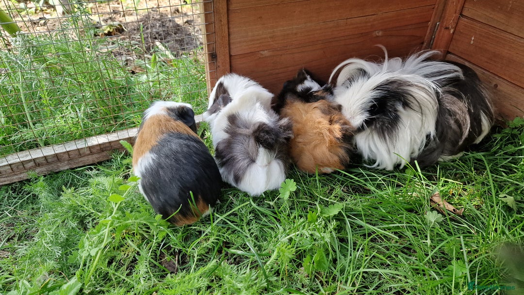 Guinea Pig rodents for sale: Male Guinea pigs, Ip3 - Image 12