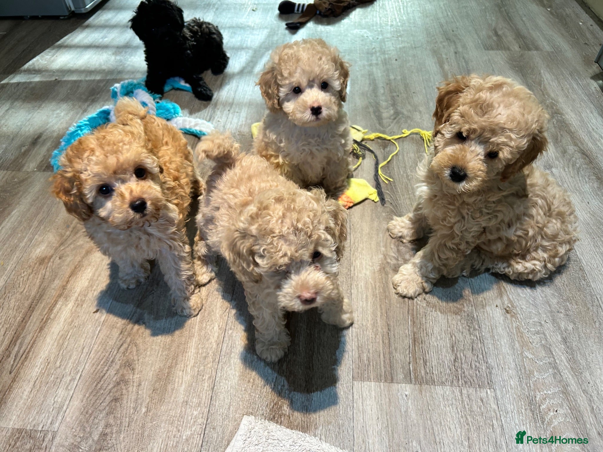 Toy Poodle dogs Beautiful Toy Poodles Ready Now - Advert 1