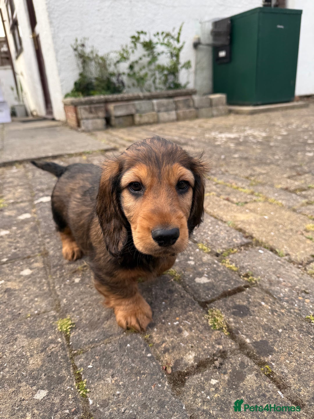 Dachshund dogs for sale: Black and Tan Dog - KC Registered Long-Haired Dachshund Puppies - Image 5