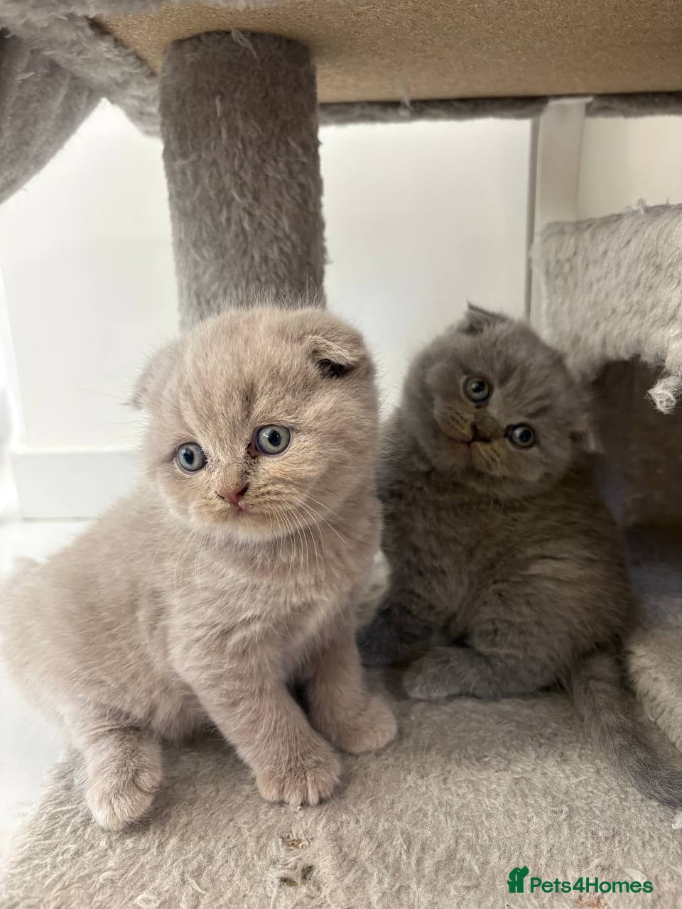 Scottish Fold cats for sale: Amazing Lilac And Blue Scottish Fold Kittens - Advert 1