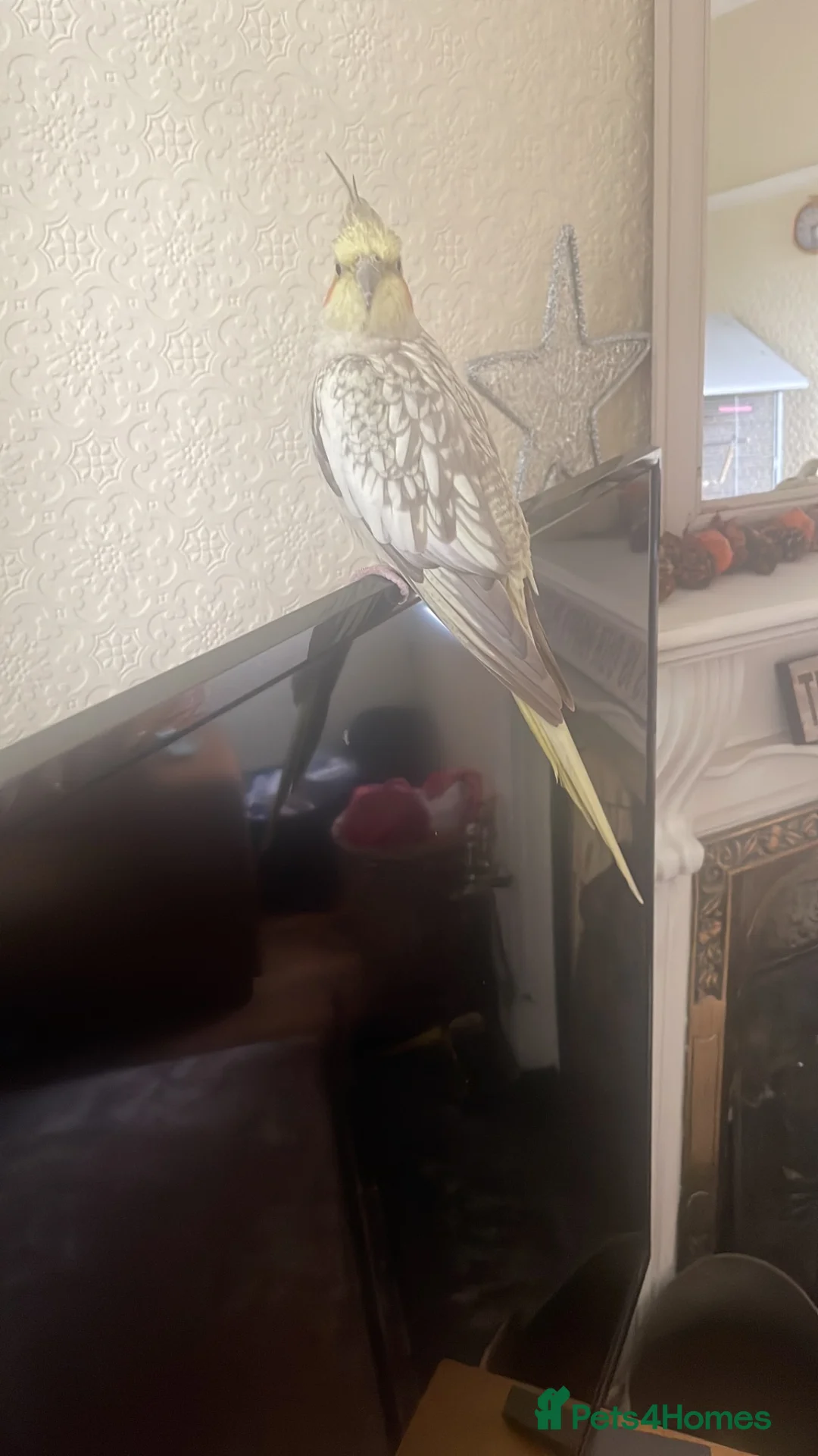 Cockatiels birds for sale: Hand tame cockatiel in Stockport - Advert 3