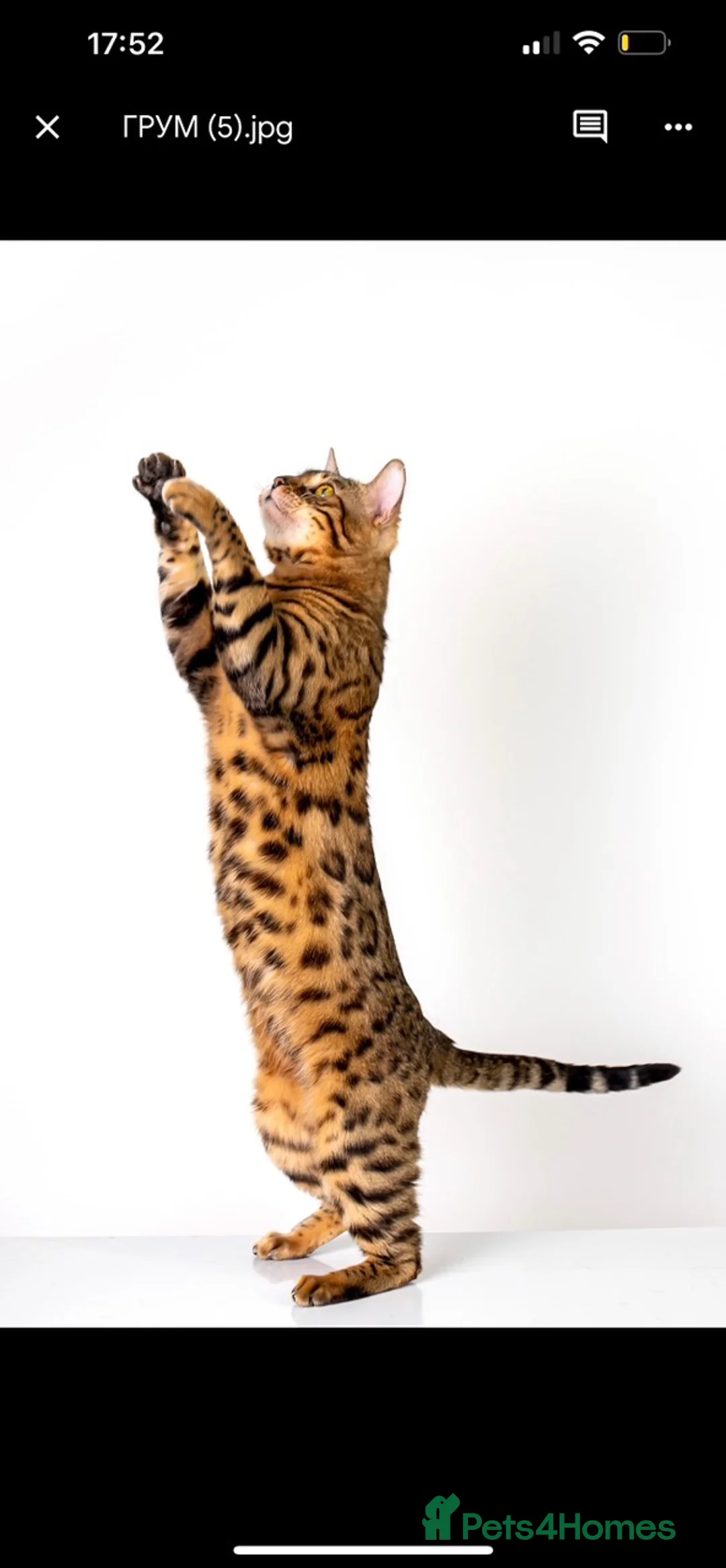 Bengal cats for stud: Stud cat Tica actives 5 generations pedigree  in Barnsley - Advert 25