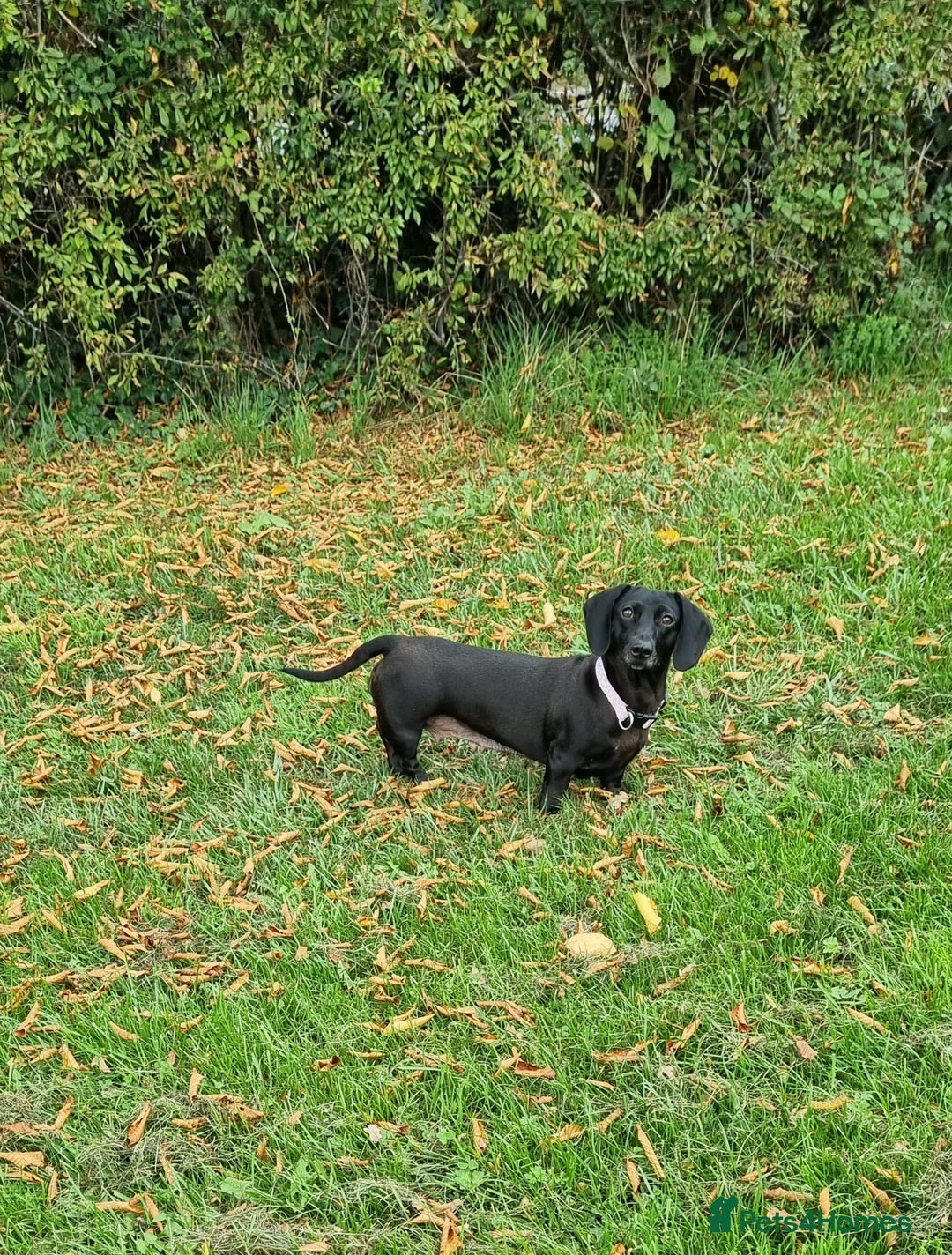 Miniature Dachshund dogs for sale: Black no tan dachshund rare - Advert 1