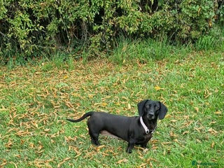 Miniature Dachshund dogs Black no tan dachshund rare - Advert 1