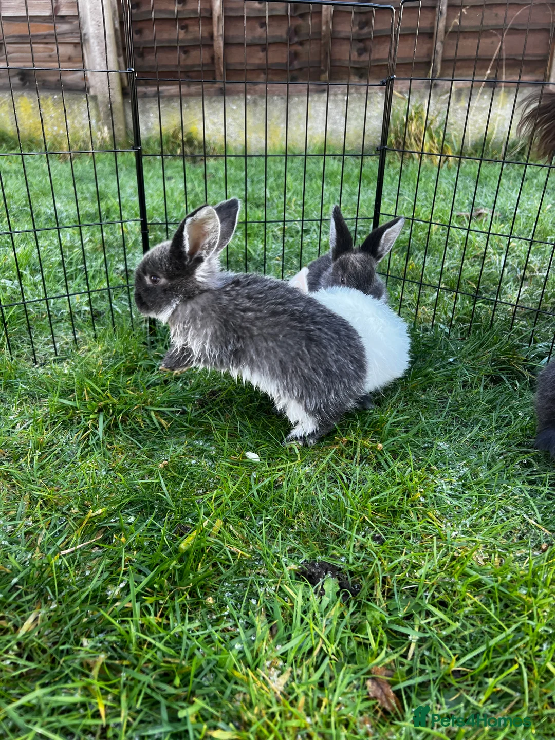 Mixed Breed rabbits for sale: Rabbits for sale in Walsall - Advert 8