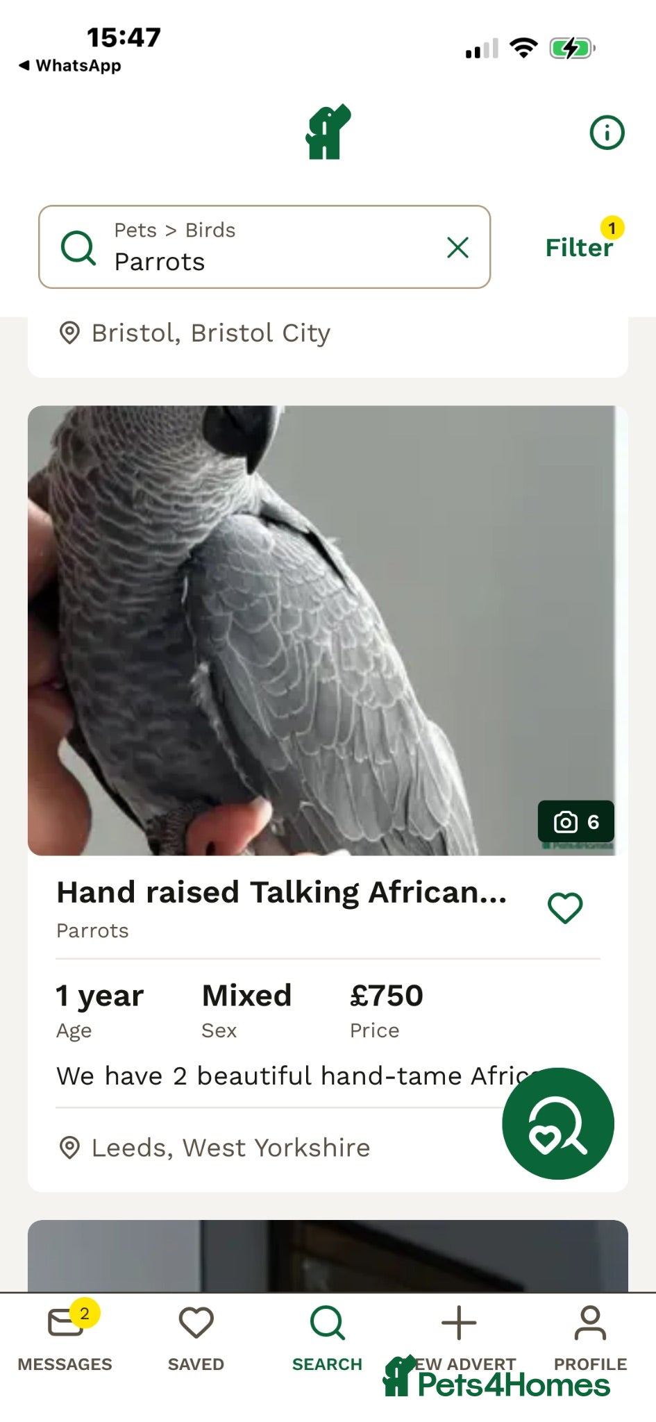 Parrots birds Parrot scammer - Advert 1