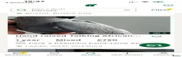 Parrots birds for sale: Parrot scammer - Advert 1