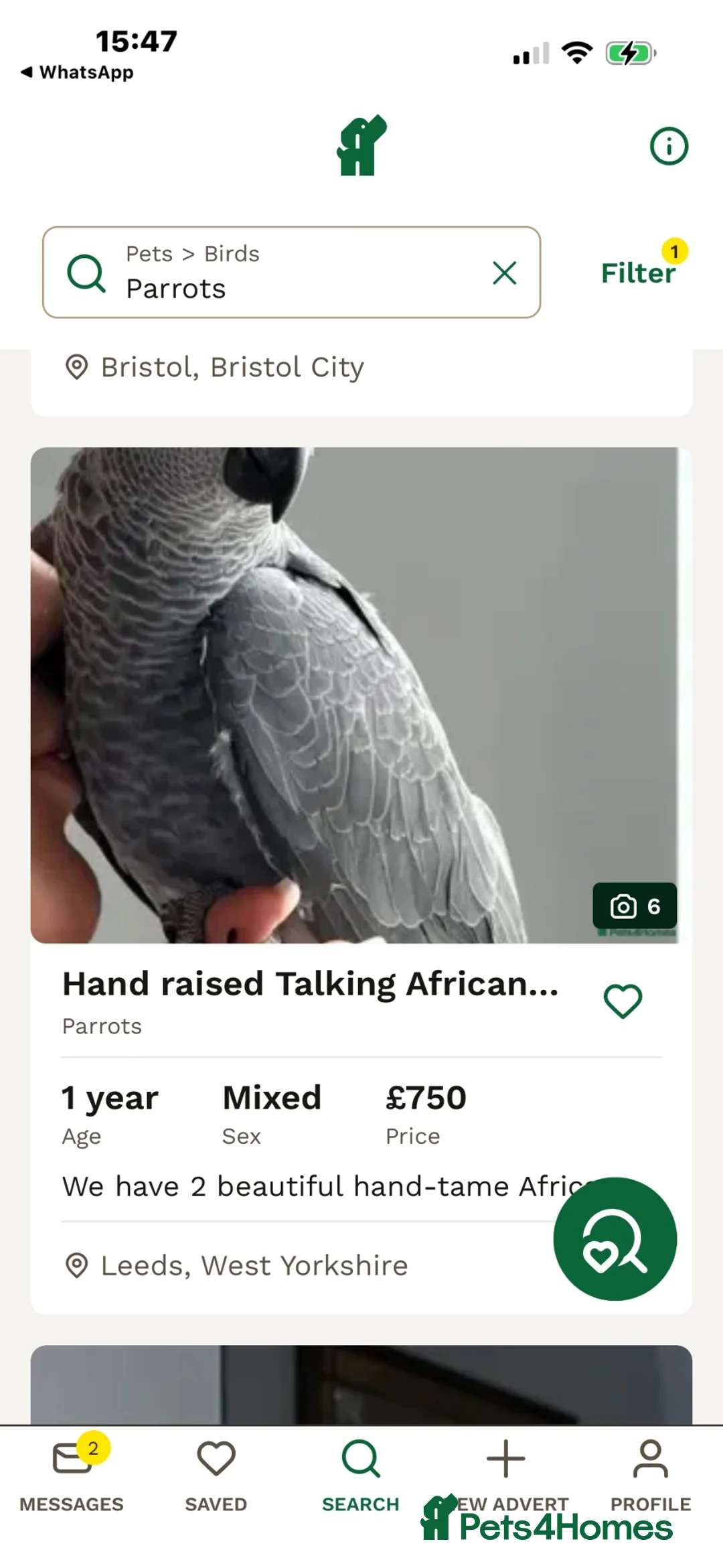 Parrots birds for sale: Parrot scammer - Advert 1