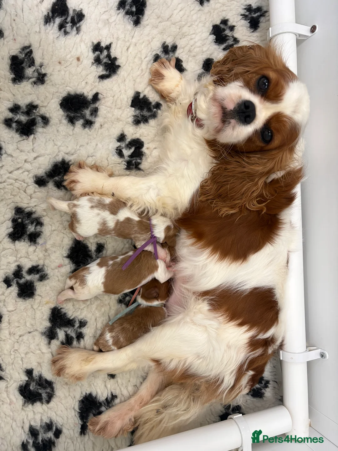 Cavalier King Charles Spaniel dogs for sale: Beautiful Cavalier King Charles spaniels  - Advert 1