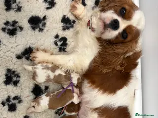 Cavalier King Charles Spaniel dogs for sale: Beautiful Cavalier King Charles spaniels - Advert 2