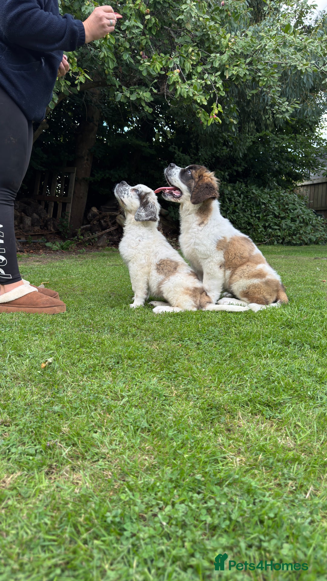 Saint Bernard dogs for sale: Last beautiful female St Bernard puppy for sale.  - Image 7
