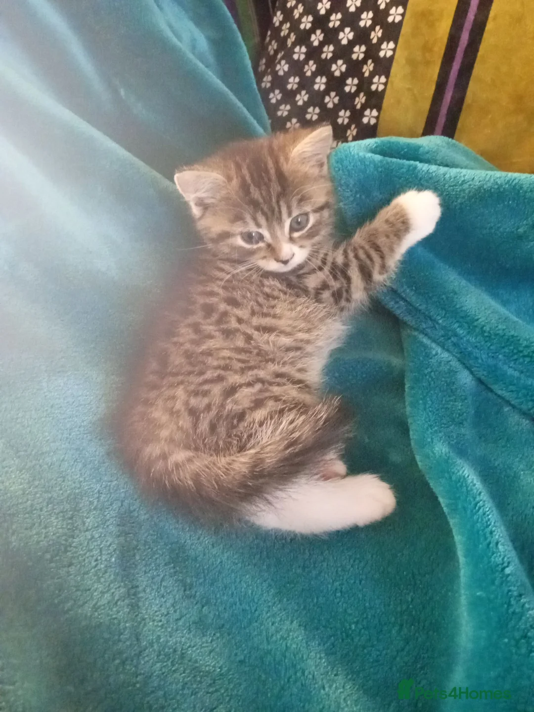 Mixed Breed cats for sale: Beautiful female kittens  - Advert 7