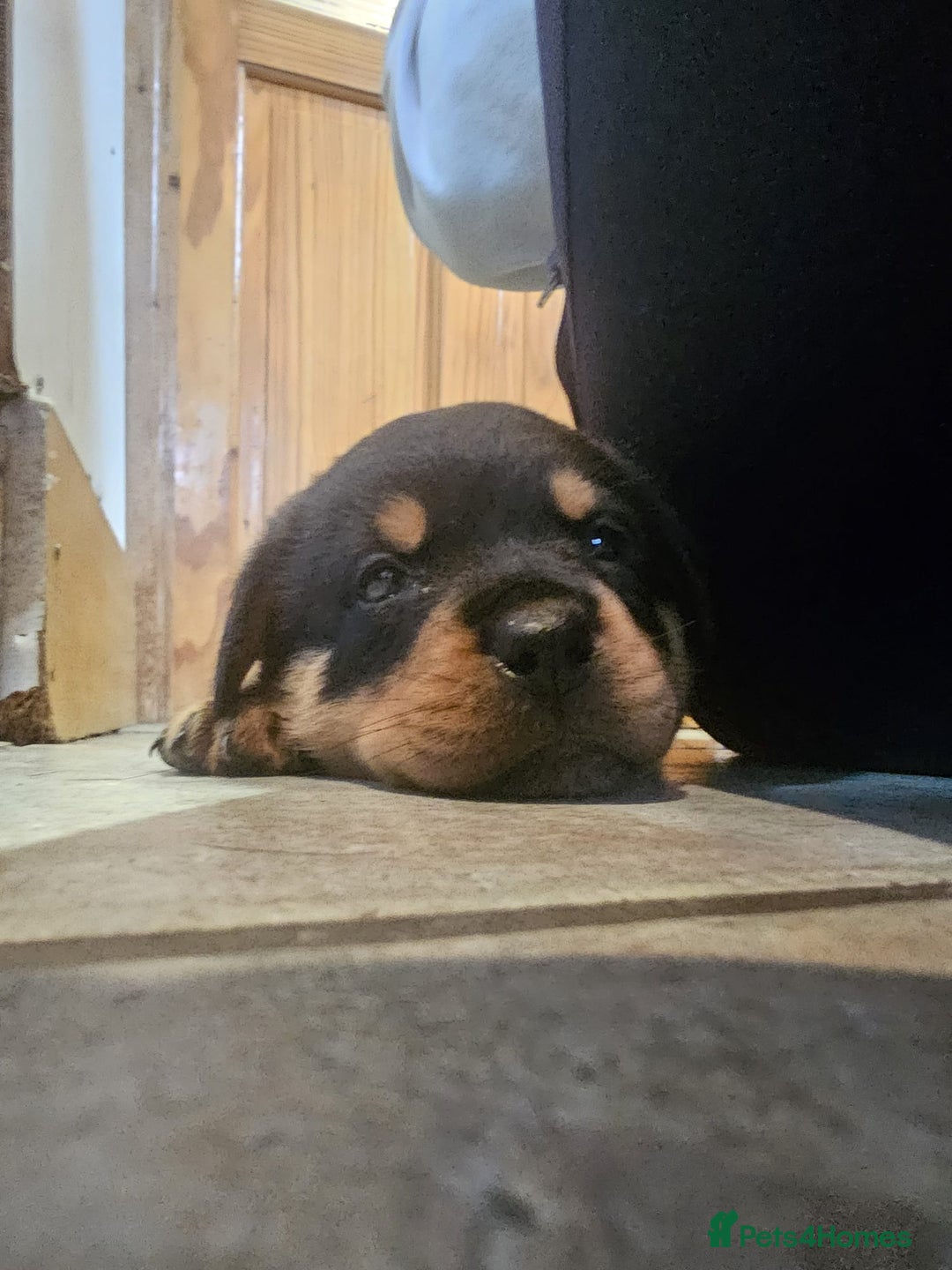 Rottweiler dogs for sale: Rottweiler puppies  - Image 30