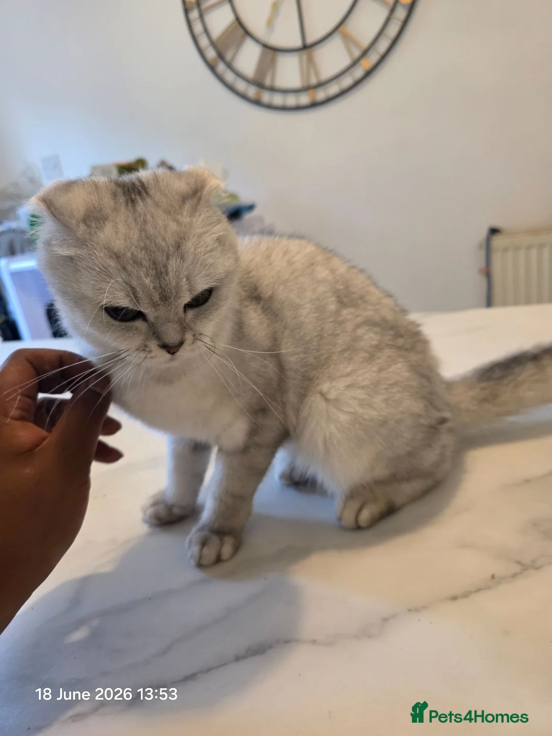 Scottish Fold cats for sale: DAISY - 2 Year Female Scottish Fold - Advert 5