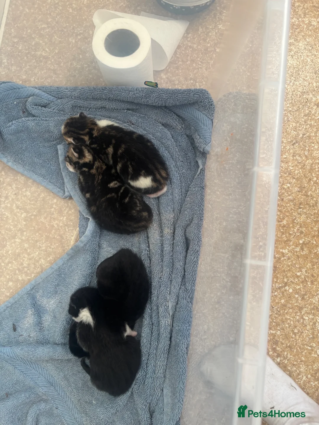 British Shorthair cats for sale: 3girls and one boy kittens  - Advert 6