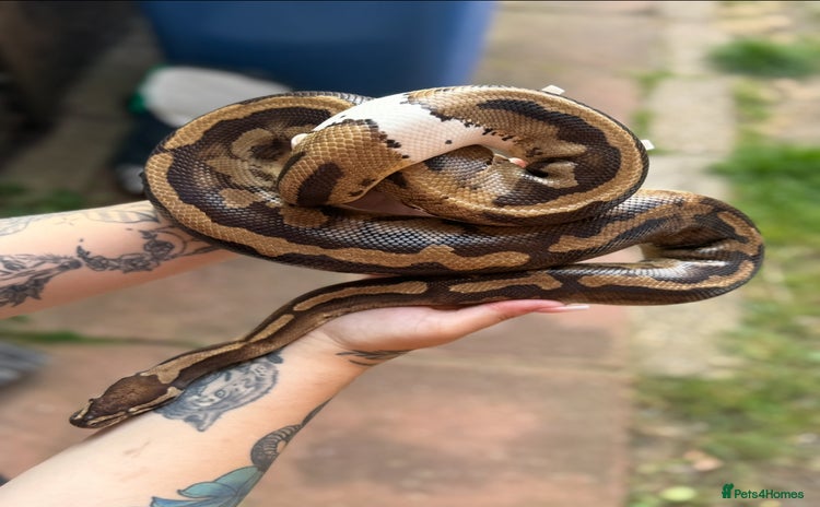 Python Snake reptiles - Advert 1
