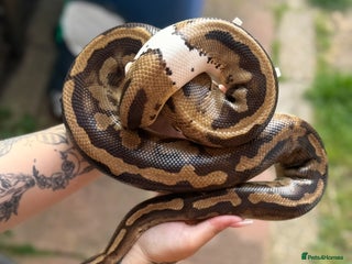 Python Snake reptiles - Advert 33