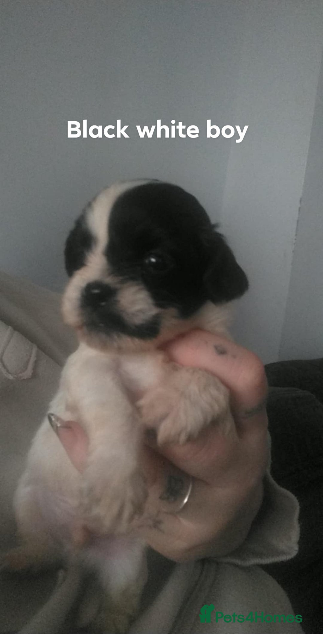 Mixed Breed dogs for sale: Cocker-zu  - Advert 12