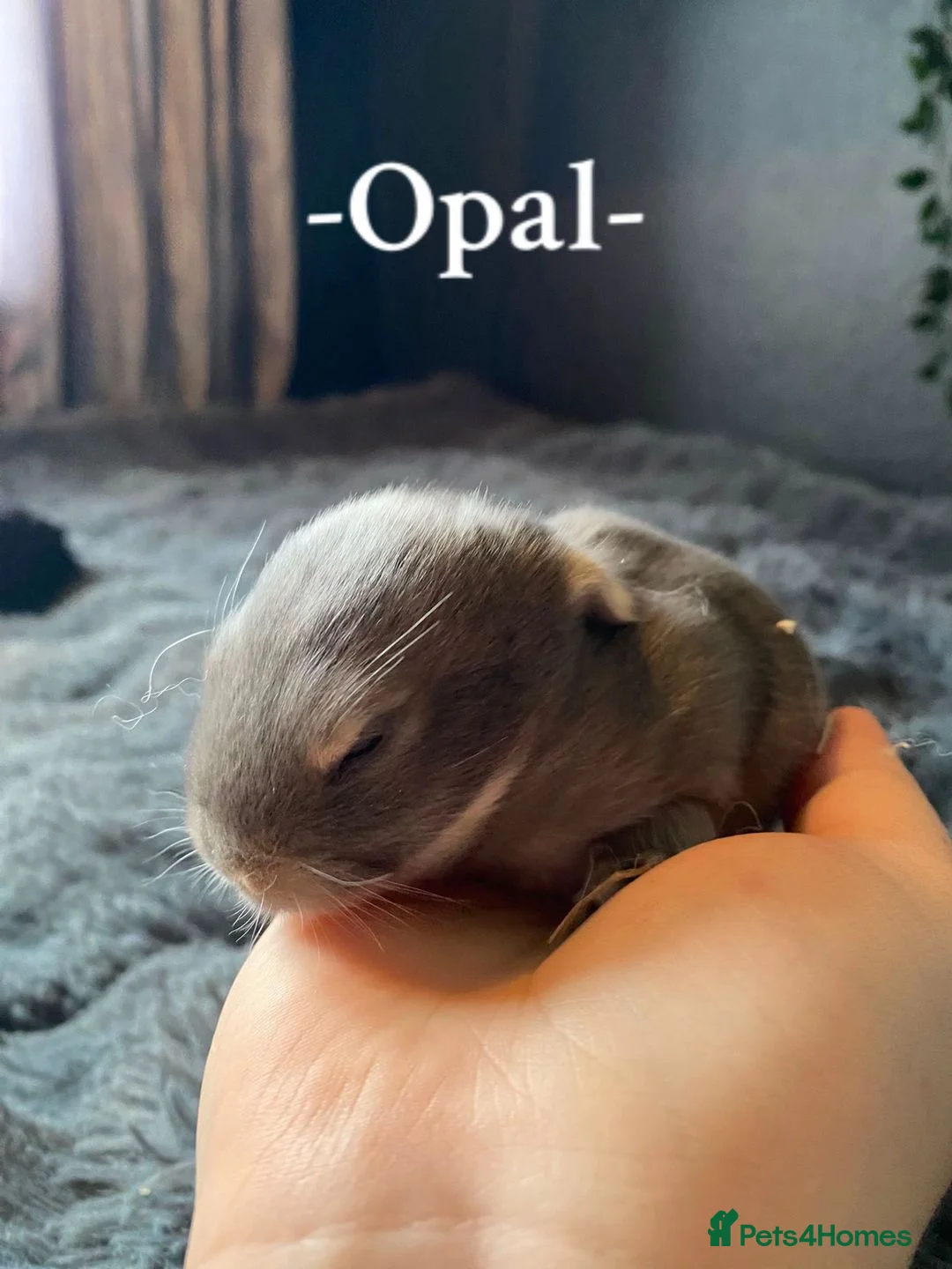 Mini Lop rabbits for sale: + Eight gorgeous mini lops for sale +  in Sleaford - Advert 2