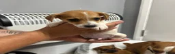 Jack Russell dogs for sale: 6 jack Russel puppies  - Advert 13