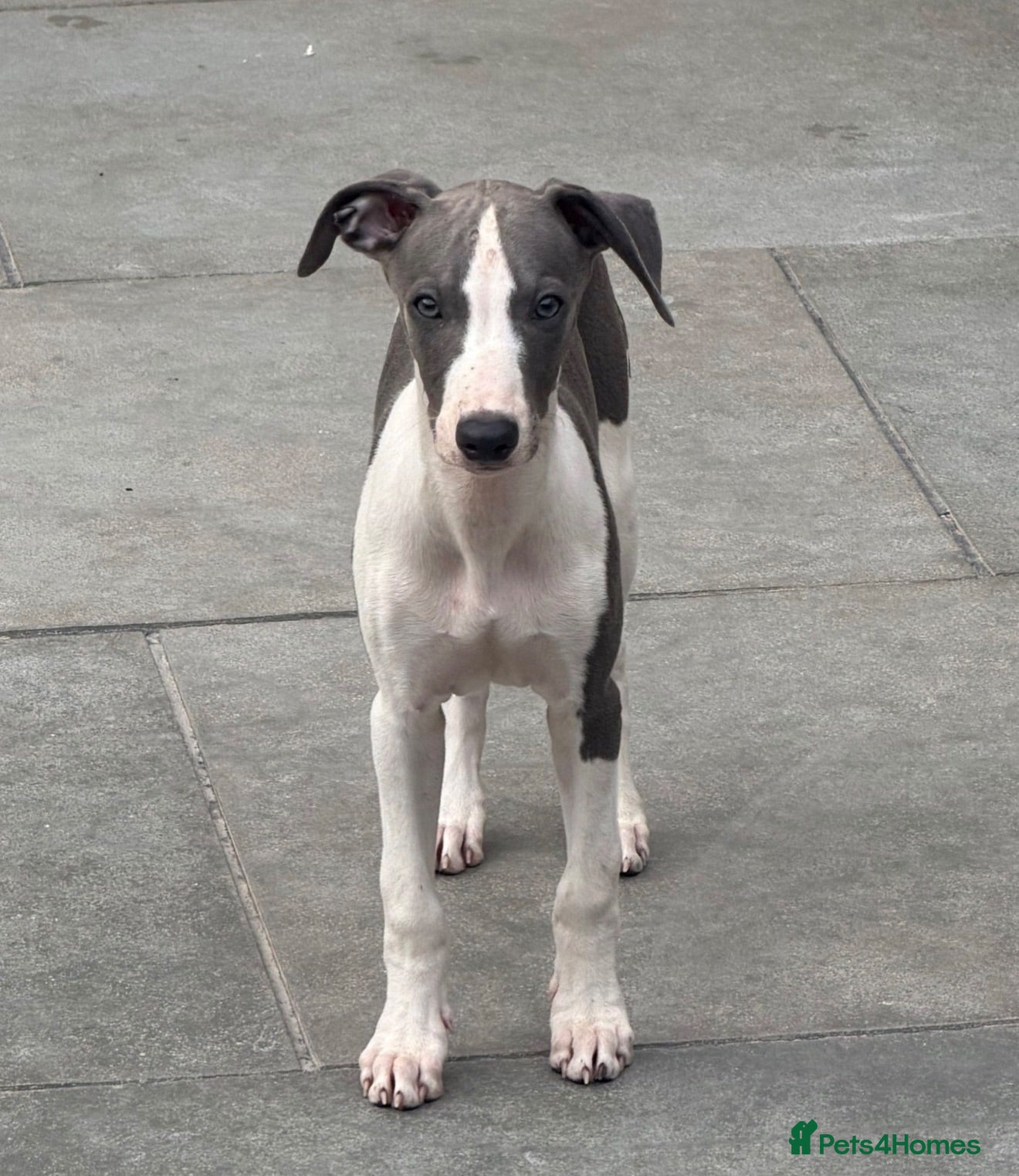 Whippet dogs Beautiful whippet puppies - Advert 2