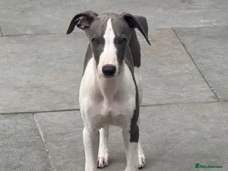 Whippet dogs Beautiful whippet puppies - Advert 3